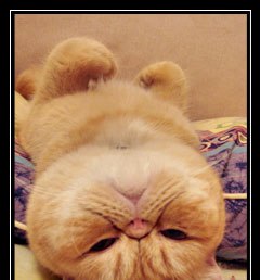 �������, �����-���������, 59 ���