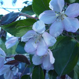 ��������, �����������, 55 ���