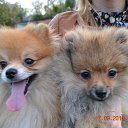 ���� �����, ������������, 51 ��� - ��������� 17 �������� 2013 � ������ �������