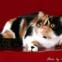 ���� ����, ������ ��������, 60 ��� - ��������� 17 ������ 2014 � ������ ���� ����������