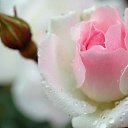 ���� ������, ������������ - ��������� 2 ������� 2013 � ������ ���� ���� ������