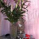 ���� Dima, �����-���������, 22 ���� - ��������� 20 ������� 2014 � ������ ������ ��������