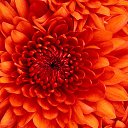 ���� ������, ����������� - ��������� 8 ������ 2013 � ������ ���� ����������