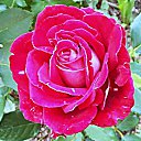 ���� �� ������� ���� �� ������� �������