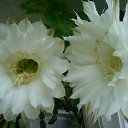 ���� �������, ����������� - ��������� 5 ������ 2013 � ������ ���� ������ ���