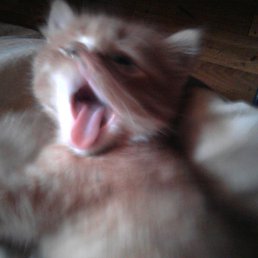 ���� ��������, �������, 57 ��� - ��������� 24 �������� 2013