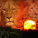 ���� �����, ��������, 46 ��� - ��������� 18 �������� 2013