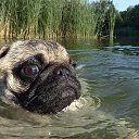 ���� �����, ������, 54 ���� - ��������� 25 ������� 2014 � ������ �FunnyAnimals�