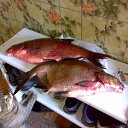 ���� ��������, �������������� - ��������� 14 ������� 2013 � ������ ���� ����������