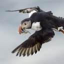  Puffin, , 44  -  24  2014    