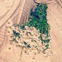 ���� ������, �����-���������, 33 ���� - ��������� 3 ������� 2013 � ������ ���� ����������