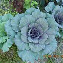 ������ ������� �� ������� ���� ����������