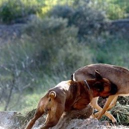 ������� �������, �������, 60 ���