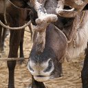 ���� ������, ��������� - ��������� 17 ������� 2014