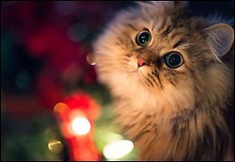 ���� �������� - �� ������ �� ������� �������� ! � ��������� ������� - ����� ���� -������ ������� �� ... - 2