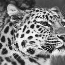 ���� �������, ���� - ��������� 13 ������ 2013 � ������ �Leo�