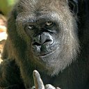 ���� ����, ������, 54 ���� - ��������� 31 ������� 2013 � ������ �������������