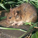 ���� �������, �����������, 32 ���� - ��������� 31 ������� 2013 � ������ ���� ����������