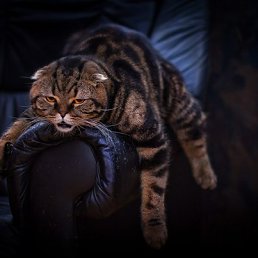 ������, �������� ���, 56 ���