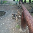 ���� ���������( �� �������), ��������� - ��������� 10 �������� 2013 � ������ ������� � ������ �����.�