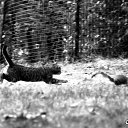 ���� �����, ������, 54 ���� - ��������� 25 ������� 2014 � ������ �FunnyAnimals�