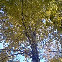 ���� �������, �����������, 32 ���� - ��������� 31 ������� 2013 � ������ ���� ����������