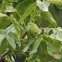 ���� ����, ����������� - ��������� 8 ������� 2013 � ������ ��� �����