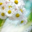 ���� �������, ���������, 41 ��� - ��������� 5 ������ 2014