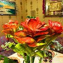 ���� �������, ��������, 54 ���� - ��������� 7 ������ 2014 � ������ ����������� ��������� 2014�