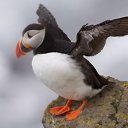  Puffin, , 44  -  24  2014    