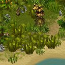   , , 36  -  17  2013   Tropikania