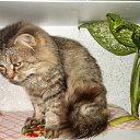 ��������, ������� ����... �� ������� ���� ���� � ������ ��������