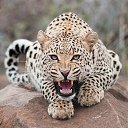 ���� ��������, ����������, 53 ���� - ��������� 15 ������� 2013 � ������ ����������