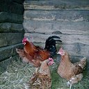 ���� �������, ����� - ��������� 11 ������� 2014 � ������ ���� ����������