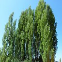 ���� �������, ������, 56 ��� - ��������� 15 �������� 2013 � ������ �Tropikania�