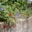 ���� ����, ����, 43 ���� - ��������� 25 ������� 2013 � ������ ����������