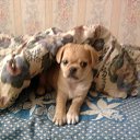 ��� �����