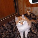 ���� ������, �����������, 35 ��� - ��������� 26 ������ 2014 � ������ �PetLove�