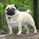 ���� ���������, ���������������, 61 ��� - ��������� 9 ������� 2014 � ������ �������