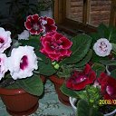 ���� ��������, ���������� �����, 76 ��� - ��������� 30 ������ 2013