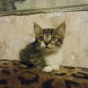 ���� ���������, �������-�����, 50 ��� - ��������� 26 ������� 2013 � ������ ����߻