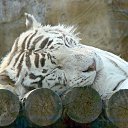 ���� ����, ������, 52 ���� - ��������� 28 ������ 2014 � ������ ���� ����������