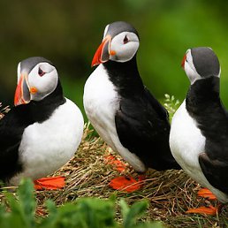 ���� Puffin, ��������, 45 ��� - ��������� 24 ������� 2014