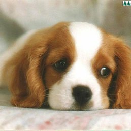 ����, ���������