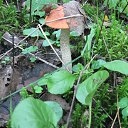 ���� �����, ���, 64 ���� - ��������� 1 ������� 2013 � ������ ���� ����������