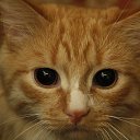 ���� ��������, ������������, 30 ��� - ��������� 11 ���� 2014 � ������ ������ ��������