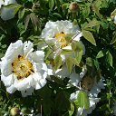 ���� Milena, ����, 62 ���� - ��������� 12 ��� 2014 � ������ ���� ����������