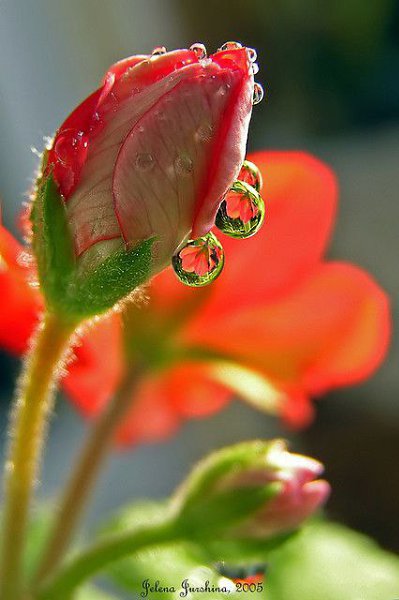 Мне перья дергали из крыл. А я - летала! Пытались воздух перекрыть. А я - дышала! Меня пугали - не ... - 4