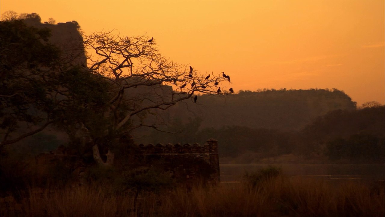  :   . (Nature - Broken Tail: A Tiger's Last Journey)  ... - 3