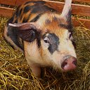 ���� ����������, ������� ��������, 63 ���� - ��������� 15 ���� 2014 � ������ �� ���� ���������